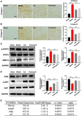 Calycosin as a Novel PI3K Activator Reduces Inflammation and Fibrosis in Heart Failure Through AKT–IKK/STAT3 Axis